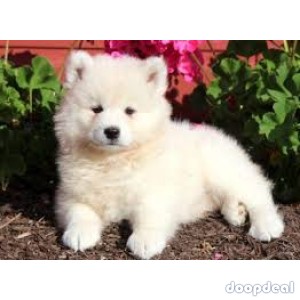 samoyed puppy for sale