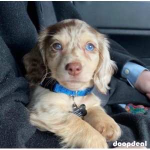AKC miniature long and short haired  dapple dachshund pups ready for Adoption 