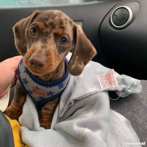 AKC miniature long and short haired  dapple dachshund pups ready for Adoption 