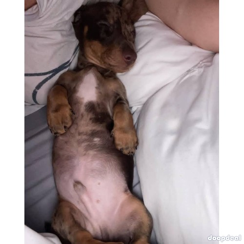 AKC miniature long and short haired  dapple dachshund pups ready for Adoption 