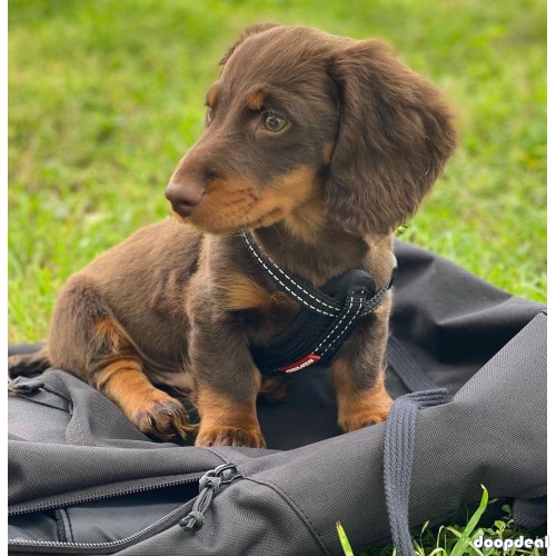 AKC miniature long and short haired  dapple dachshund pups ready for Adoption 