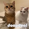 Adorable kittens for sales 