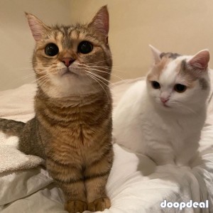 Adorable kittens for sales 