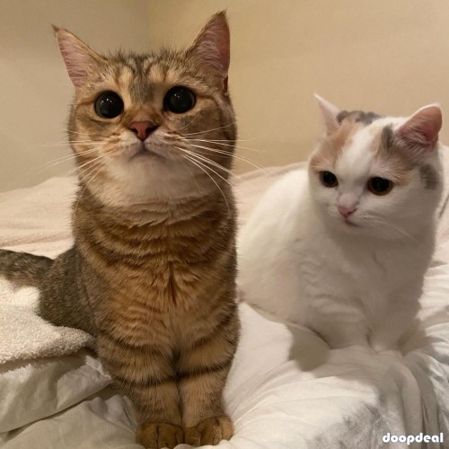Adorable kittens for sales 
