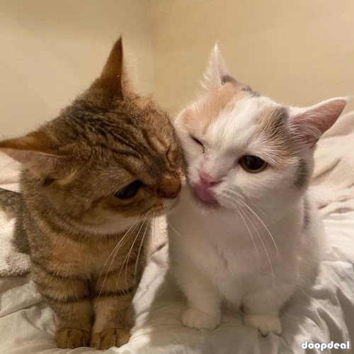 Adorable kittens for sales 