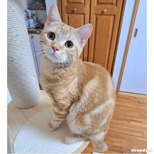 Adorable kittens for sales 
