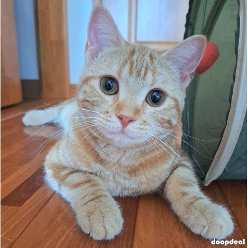 Adorable kittens for sales 