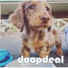 mini dachshund for adoption 