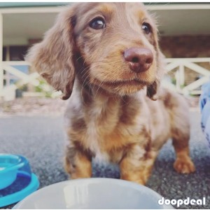 mini dachshund for adoption 