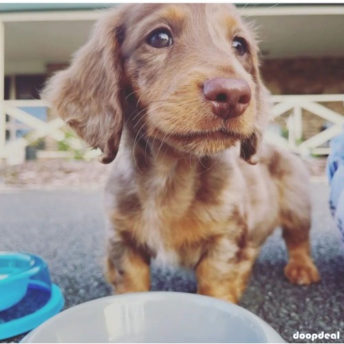 mini dachshund for adoption 