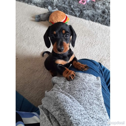 mini dachshund for adoption 