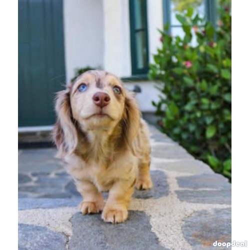 mini dachshund for adoption 