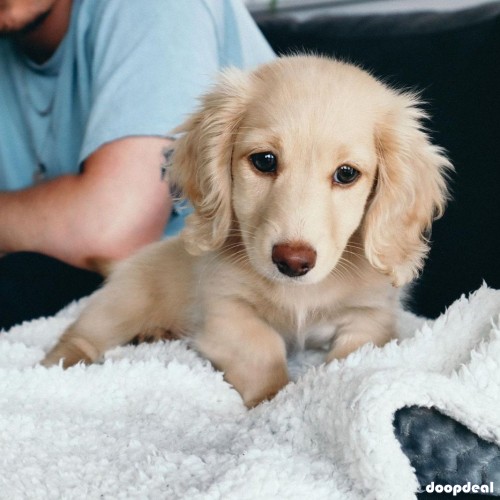 mini dachshund for adoption 
