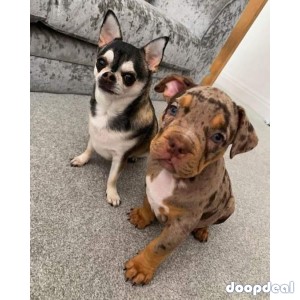 American pitbull puppy for adoption and rehoming