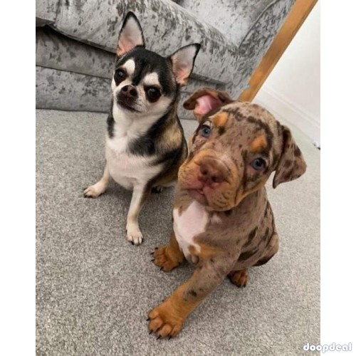 American pitbull puppy for adoption and rehoming
