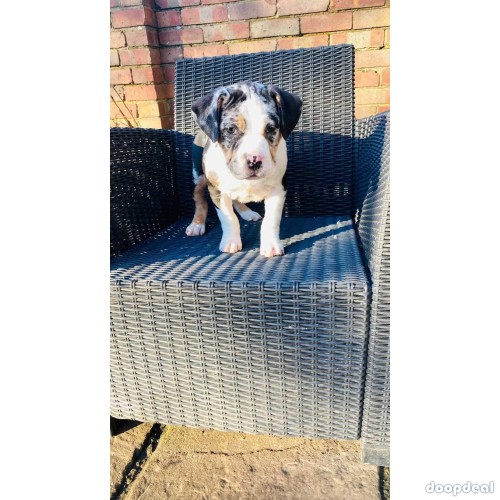 American pitbull puppy for adoption and rehoming
