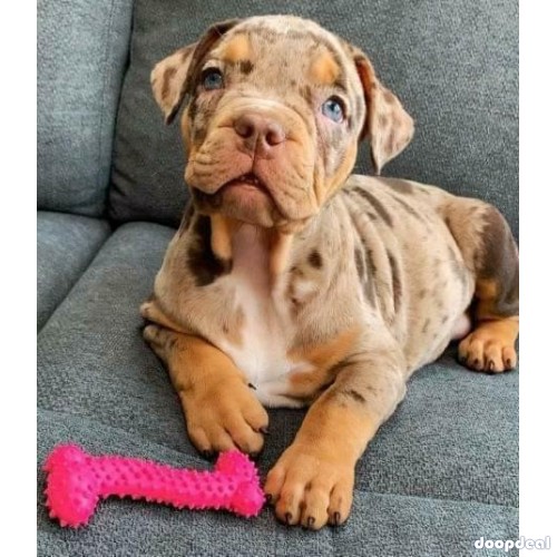 American pitbull puppy for adoption and rehoming