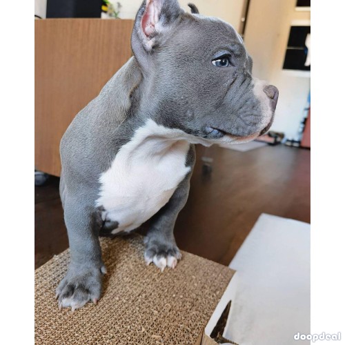 American pitbull puppy for adoption and rehoming